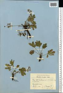 Potentilla humifusa Willd., Eastern Europe, Eastern region (E10) (Russia)