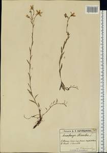 Saxifraga hirculus, Eastern Europe, Moscow region (E4a) (Russia)