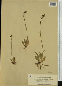 Pilosella floribunda (Wimm. & Grab.) Fr., Western Europe (EUR) (Norway)