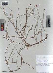 KUZ 002 919, Carex chordorrhiza L.f., Siberia, Altai & Sayany Mountains (S2) (Russia)