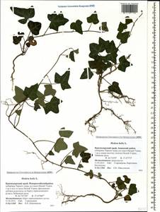 Hedera helix L., Caucasus, Krasnodar Krai & Adygea (K1a) (Russia)