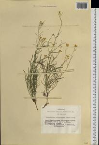 Sisymbrium polymorphum (Murray) Roth, Siberia, Altai & Sayany Mountains (S2) (Russia)