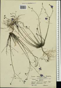 Linum austriacum subsp. squamulosum (Juz.), Crimea (KRYM) (Russia)