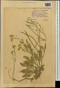 Matthiola odoratissima (Pall. ex M.Bieb.) W.T. Aiton, Caucasus, Krasnodar Krai & Adygea (K1a) (Russia)