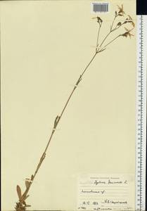 Silene flos-cuculi (L.) Greuter & Burdet, Eastern Europe, Moscow region (E4a) (Russia)