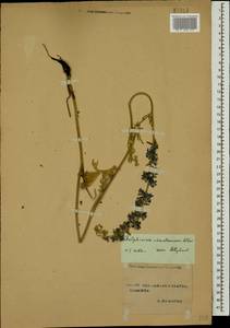 Delphinium schmalhausenii Albov, Caucasus, Stavropol Krai, Karachay-Cherkessia & Kabardino-Balkaria (K1b) (Russia)