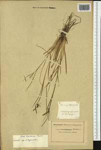 Carex lepidocarpa Tausch, Western Europe (EUR)