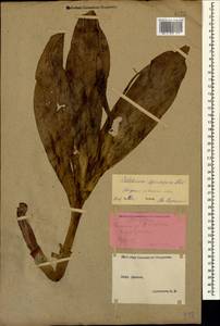 Colchicum speciosum Steven, Caucasus, Stavropol Krai, Karachay-Cherkessia & Kabardino-Balkaria (K1b) (Russia)