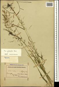Poa trivialis L., Caucasus, Azerbaijan (K6) (Azerbaijan)