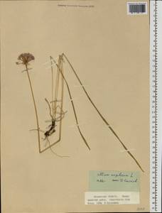 Allium angulosum L., Eastern Europe, Northern region (E1) (Russia)