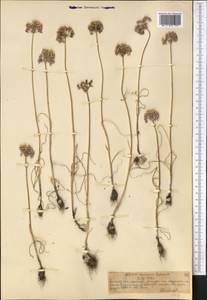 Allium caesium Schrenk, Middle Asia, Northern & Central Tian Shan (M4) (Kazakhstan)