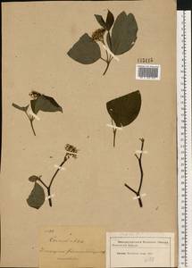 Cornus sericea L., Eastern Europe, Moscow region (E4a) (Russia)