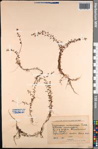 Vaccinium microcarpum (Turcz. ex Rupr.) Schmalh. ex Busch, Siberia, Yakutia (S5) (Russia)