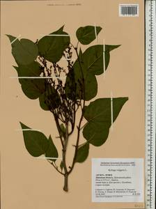Syringa vulgaris L., Eastern Europe, Central forest-and-steppe region (E6) (Russia)