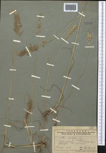 Poa bulbosa L., Middle Asia, Pamir & Pamiro-Alai (M2) (Tajikistan)