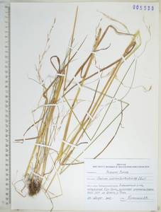 KHA5535, Festuca extremiorientalis Ohwi, Siberia, Russian Far East (S6) (Russia)