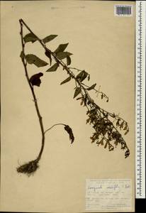 Campanula rapunculoides subsp. cordifolia (K.Koch) Damboldt, South Asia, South Asia (Asia outside ex-Soviet states and Mongolia) (ASIA) (Turkey)