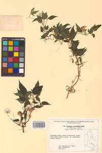 Clematis serratifolia Rehder, Siberia, Russian Far East (S6) (Russia)