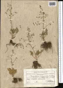 Thalictrum isopyroides C. A. Mey., Middle Asia, Northern & Central Tian Shan (M4) (Kazakhstan)