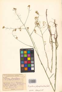 Sisymbrium polymorphum (Murray) Roth, Eastern Europe, Middle Volga region (E8) (Russia)