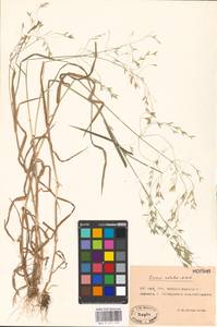 Bromus japonicus Houtt., Eastern Europe, Rostov Oblast (E12a) (Russia)