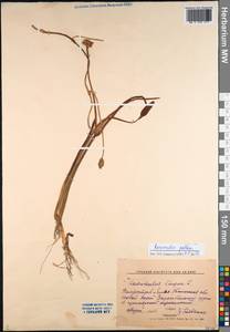 Coptidium pallasii (Schltdl.) Á. Löve & D. Löve, Siberia, Western Siberia (S1) (Russia)
