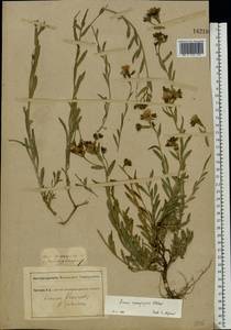 Linum pallasianum subsp. pallasianum, Eastern Europe, North Ukrainian region (E11) (Ukraine)