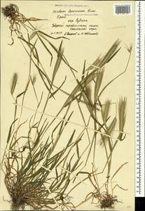 Hordeum murinum subsp. leporinum (Link) Arcang., Crimea (KRYM) (Russia)