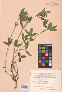 Trifolium medium L., Eastern Europe, West Ukrainian region (E13) (Ukraine)