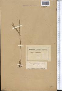 Lappula brachycentra (Ledeb.) Gürke, Middle Asia, Muyunkumy, Balkhash & Betpak-Dala (M9) (Kazakhstan)
