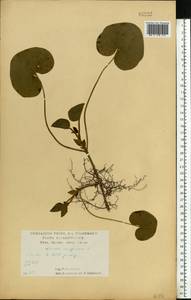 Asarum europaeum L., Eastern Europe, Central forest-and-steppe region (E6) (Russia)