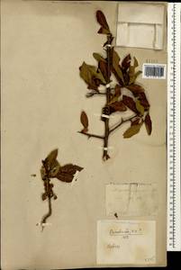 Mespilus germanica L., Caucasus, Georgia (K4) (Georgia)