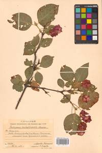 Euonymus sachalinensis (F.Schmidt) Maxim., Siberia, Russian Far East (S6) (Russia)