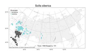 Scilla siberica Andrews, Atlas of the Russian Flora (FLORUS) (Russia)