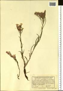 Jurinea multiflora (L.) B. Fedtsch., Siberia, Western (Kazakhstan) Altai Mountains (S2a) (Kazakhstan)
