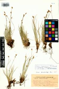 Carex amgunensis F.Schmidt, Siberia, Baikal & Transbaikal region (S4) (Russia)