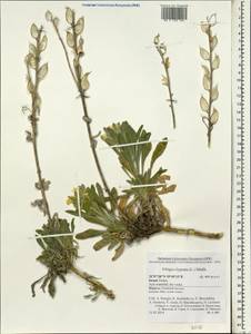 Fibigia clypeata (L.) Medik., South Asia, South Asia (Asia outside ex-Soviet states and Mongolia) (ASIA) (Israel)
