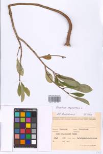 Daphne mezereum L., Eastern Europe, Eastern region (E10) (Russia)