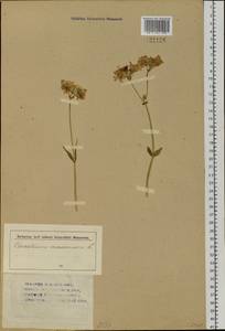 Dichodon maximum (L.) Á. Löve & D. Löve, Siberia (no precise locality) (S0) (Russia)