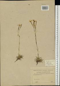 Dianthus arenarius, Eastern Europe, Central region (E4) (Russia)