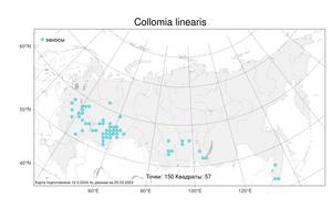 Collomia linearis Nutt., Atlas of the Russian Flora (FLORUS) (Russia)