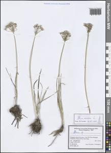 Allium ramosum L., Mongolia (MONG) (Mongolia)