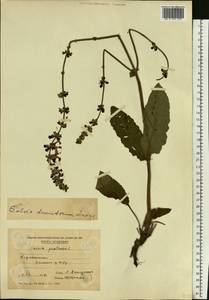 Salvia dumetorum Andrz. ex Besser, Eastern Europe, Moldova (E13a) (Moldova)