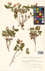 Rubus arcticus L., Siberia, Chukotka & Kamchatka (S7) (Russia)