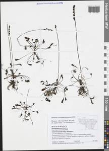 Drosera × obovata Mert. & W. D. J. Koch, Eastern Europe, Central region (E4) (Russia)