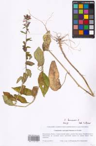 Campanula bononiensis L., Eastern Europe, Moscow region (E4a) (Russia)