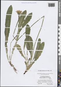 Leontodon hispidus subsp. danubialis (Jacq.) Simonk., Eastern Europe, North-Western region (E2) (Russia)