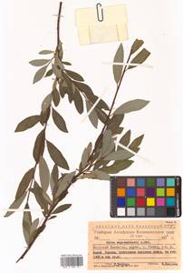 Salix saposhnikovii A. K. Skvortsov, Siberia, Altai & Sayany Mountains (S2) (Russia)