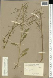 Sisymbrium altissimum L., Eastern Europe, Lower Volga region (E9) (Russia)