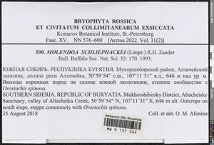 Molendoa schliephackei (Limpr.) R.H. Zander, Bryophytes, Bryophytes - Baikal & Transbaikal regions (B18) (Russia)